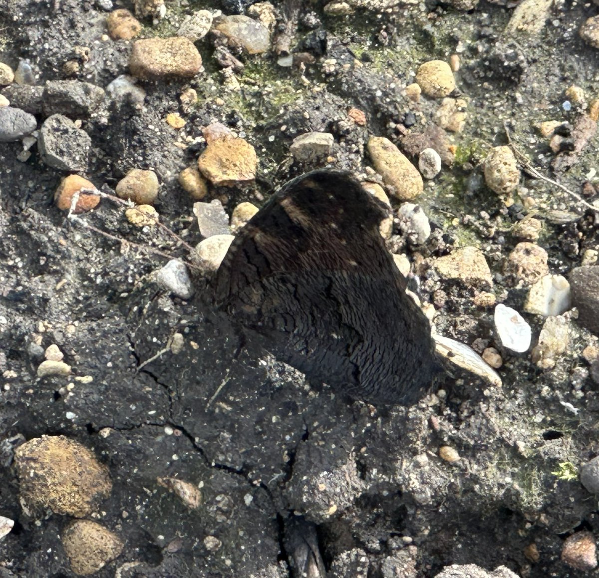 Springy Steve tweet media