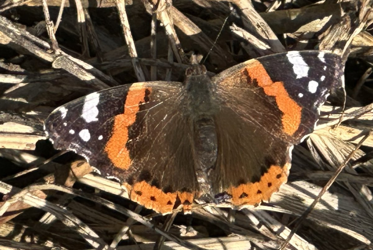 Springy Steve tweet media