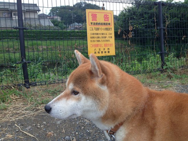 hachinosuk's tweet photo. 😄今日は誕生日🎂
お空から、
世界平和✌️願ってるよ‼️

#世界平和
#306 https://t.co/nm9IPWSgLp