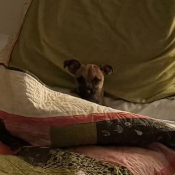 Bea Miller Updates tweet media