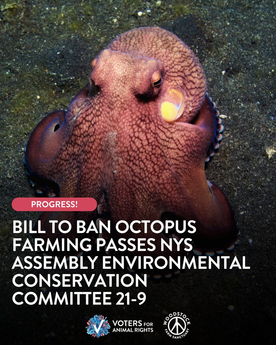 Voters For Animal Rights tweet media