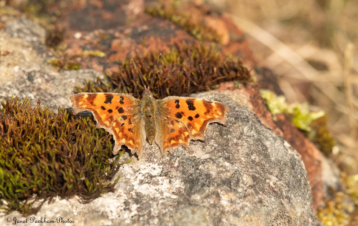 JanetPackham's tweet photo. Peacock, Comma and Chiffchaff on Middleton NR, signs of Spring. @Lancswildlife https://t.co/zmx0LdFRH7