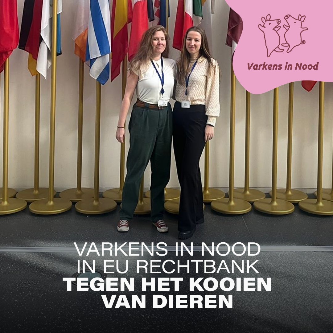 Varkens in Nood tweet media