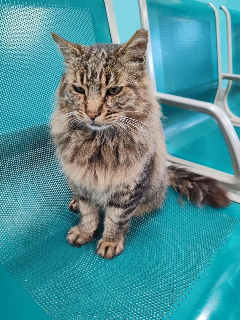 romatoday's tweet photo. Gatto Cesare ucciso a calci: c'è un colpevole. Identificato e denunciato l'aggressore https://t.co/Ks69UEJMkd https://t.co/xxfVE7G375