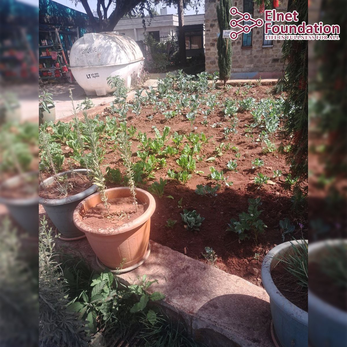 Elnet_F's tweet photo. 🌱 School greening at Lideta Selam Primary School is thriving!
Students are growing vegetables and creating green learning spaces that promote sustainability and environmental awareness. 🏫💚
#ElnetFoundation #SchoolGreening #GreenSchools https://t.co/7KPA0FbgGC