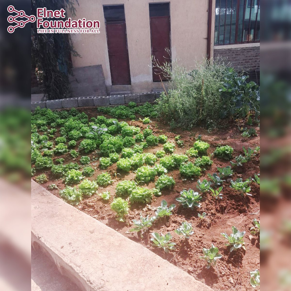 Elnet_F's tweet photo. 🌱 School greening at Lideta Selam Primary School is thriving!
Students are growing vegetables and creating green learning spaces that promote sustainability and environmental awareness. 🏫💚
#ElnetFoundation #SchoolGreening #GreenSchools https://t.co/7KPA0FbgGC