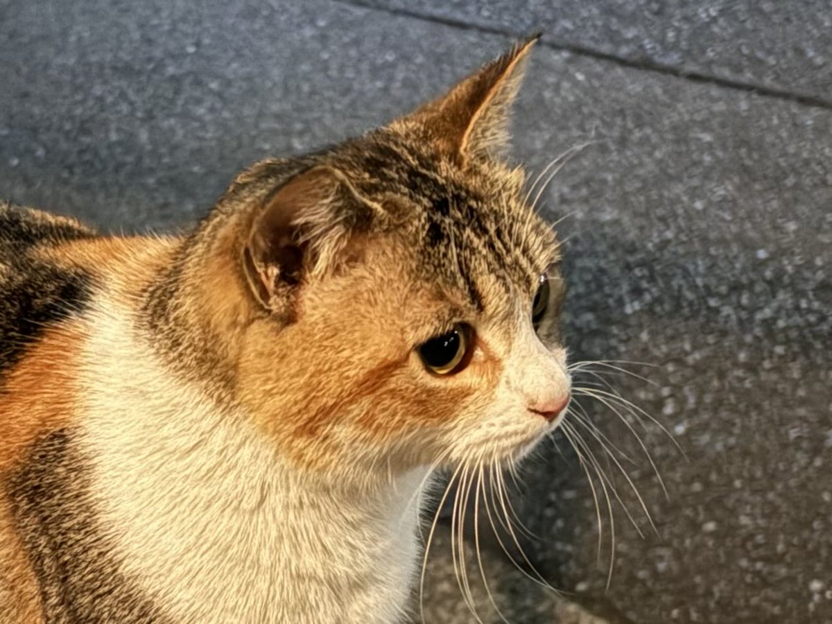 今夜の猫ちゃん