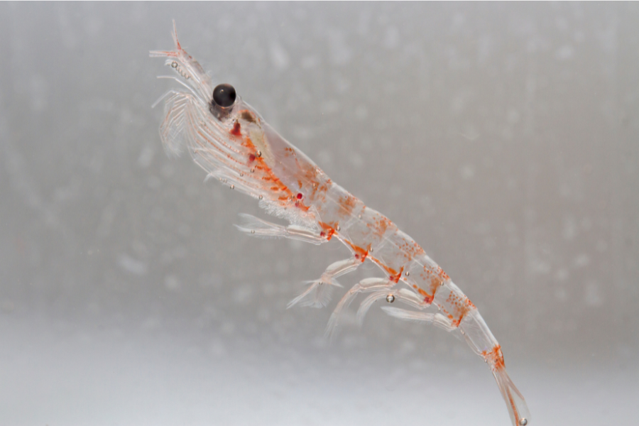 Instituto Milenio BASE tweet media