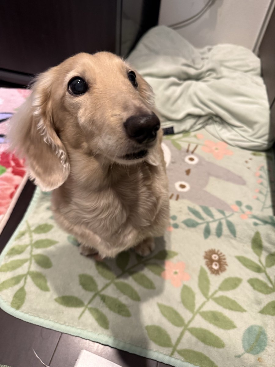 skt3dog's tweet photo. 点滴頑張った(ママが下手なので刺す痛みを我慢)後のミルク https://t.co/cn9d6gubUD