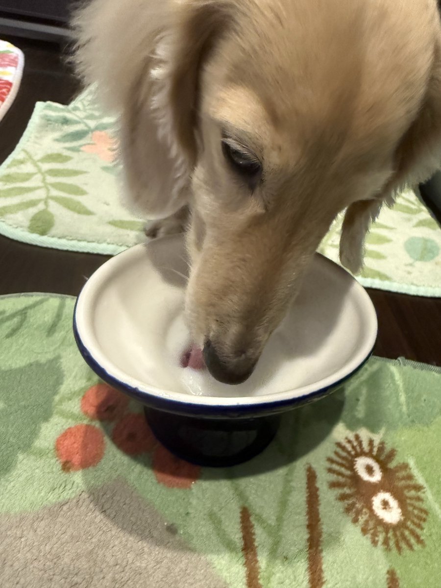 skt3dog's tweet photo. 点滴頑張った(ママが下手なので刺す痛みを我慢)後のミルク https://t.co/cn9d6gubUD