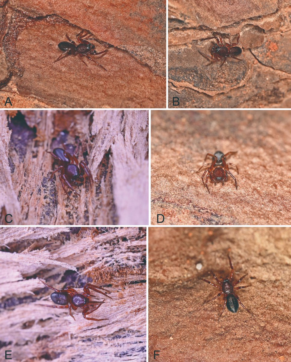 BDJournal tweet media