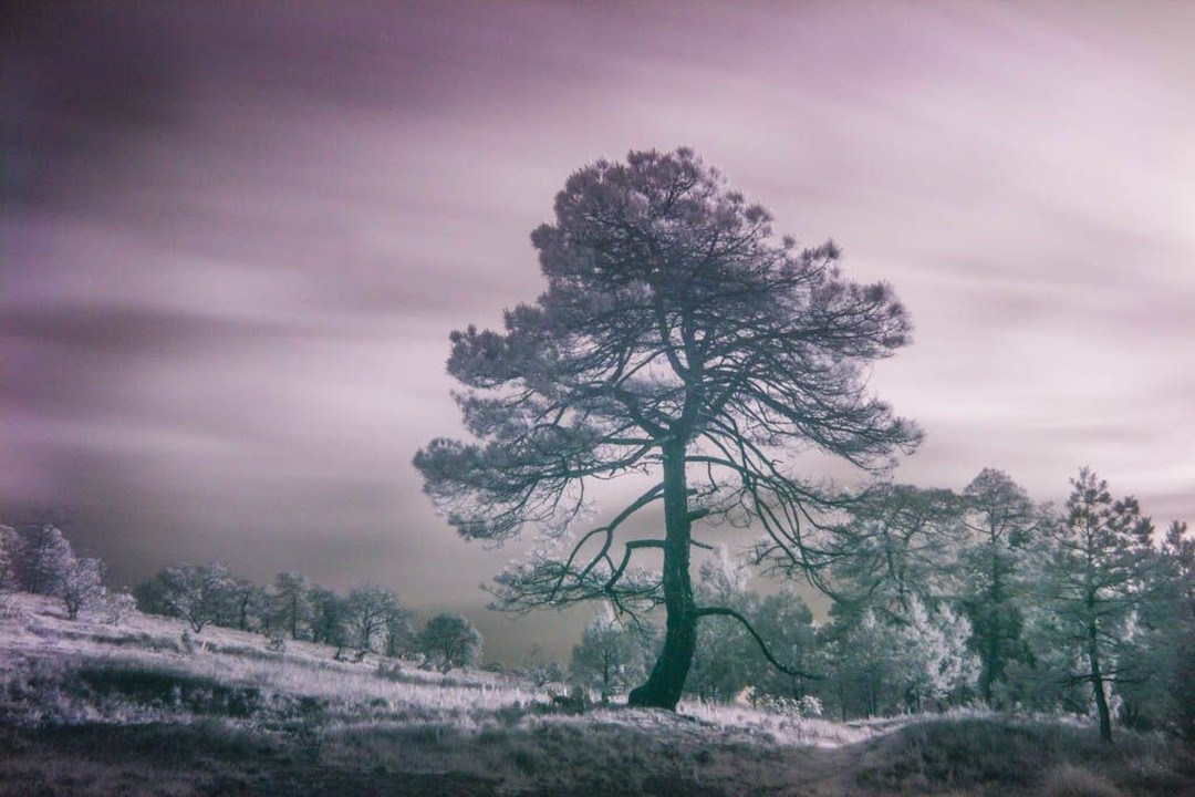 Iram Ortega 👁 tweet media