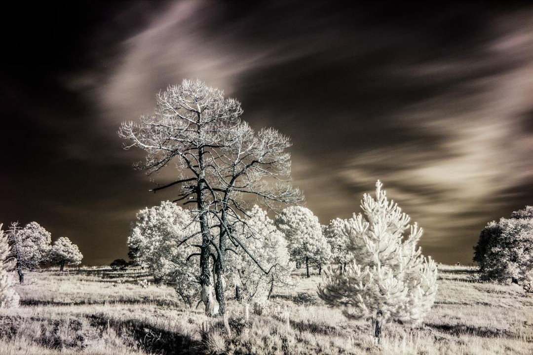 Iram Ortega 👁 tweet media