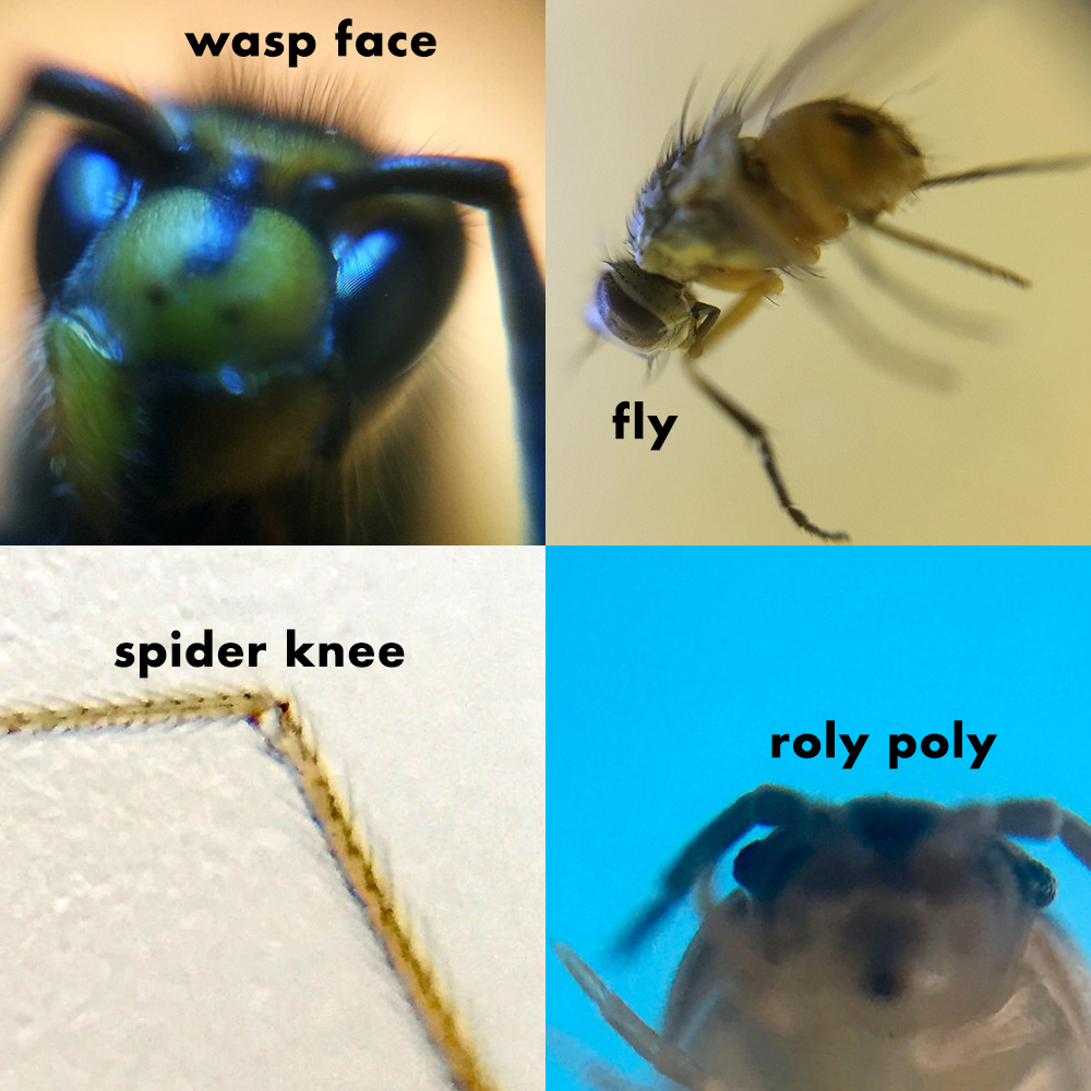 Microscopes Workshop tweet media