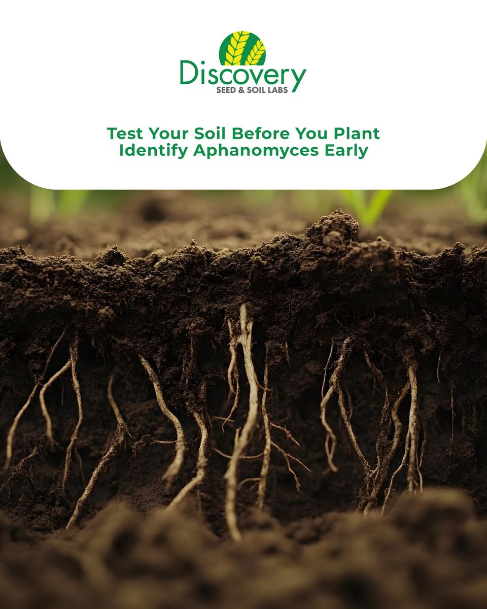 Aphanomyces doesn’t always show obvious signs above ground, but it can have a major impact below the surface.
Testing your soil early helps identify risk areas so you can make informed decisions before planting and protect yield potential.

📞 For more information, stop by our