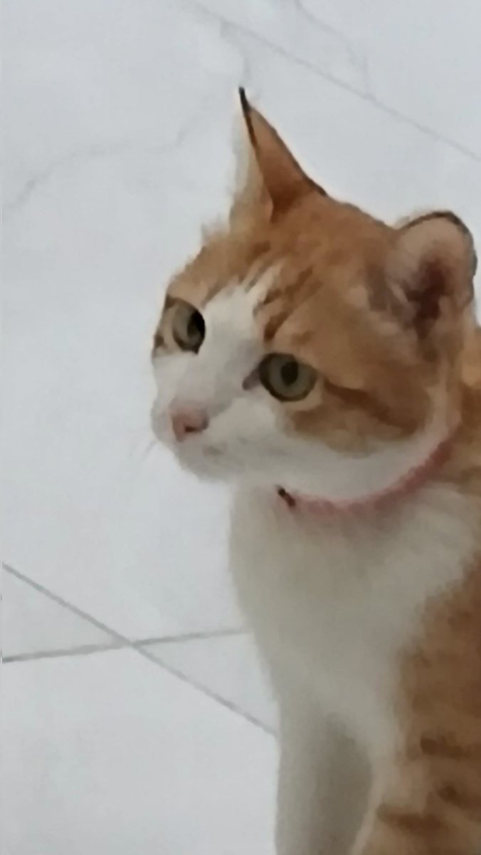 phan kim tweet media