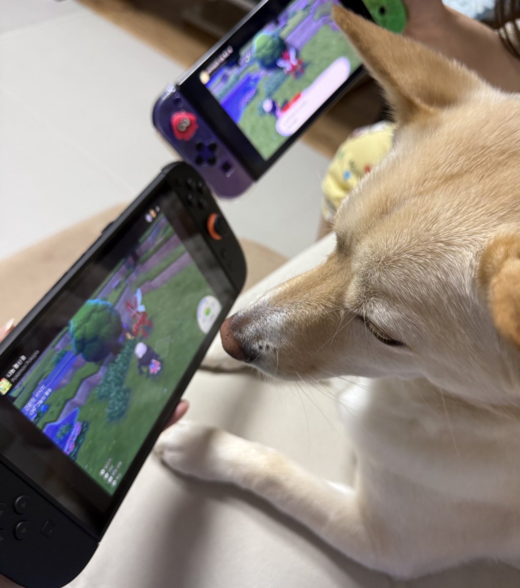 포코피아 나눔통신 껴달라는 강아지