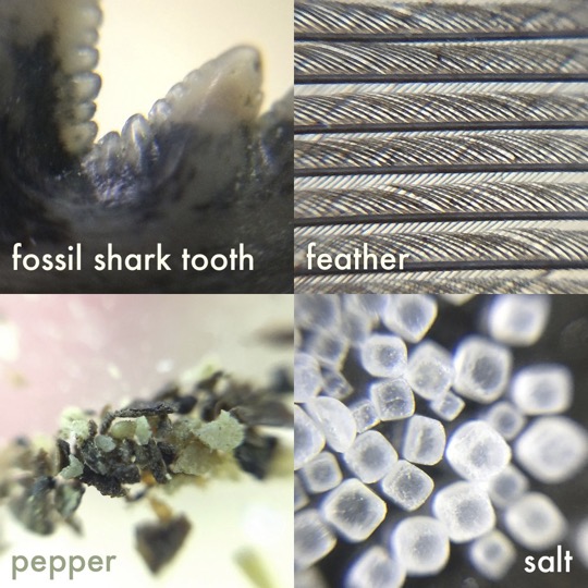 Microscopes Workshop tweet media