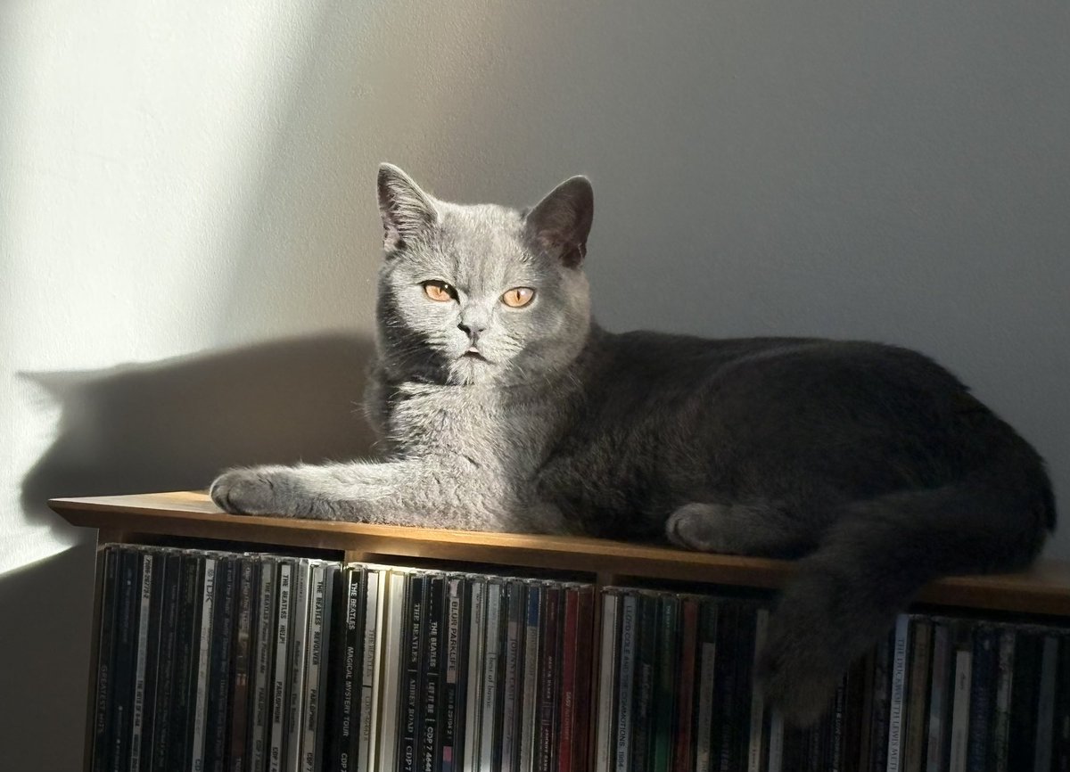 David KC tweet media