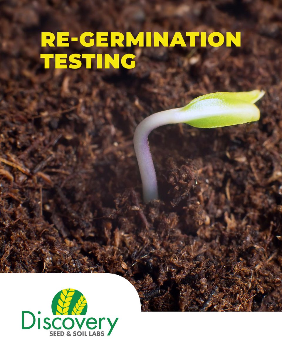 A quick reminder that we always recommend a re-germination test prior to planting. Once your sample is received, results are typically available within 7 to 11 days.

👉 For more information, stop by our Saskatoon office at 450 Melville Street or call us at 306-249-4484.