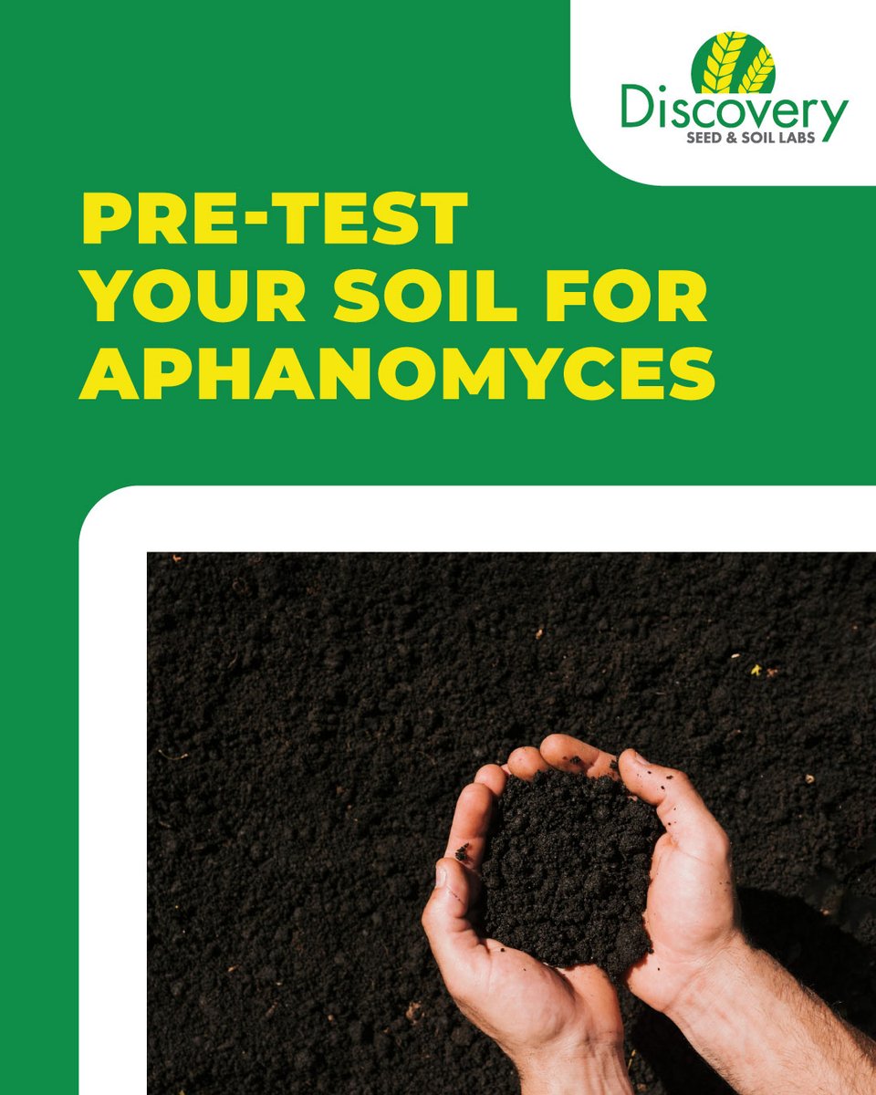 Pre-test your soil for Aphanomyces and eliminate surprises before the season begins. 👍

Early testing gives you the insight you need to plan ahead with confidence.

For more information, stop by our Saskatoon office at 450 Melville Street or call us at 306-249-4484.