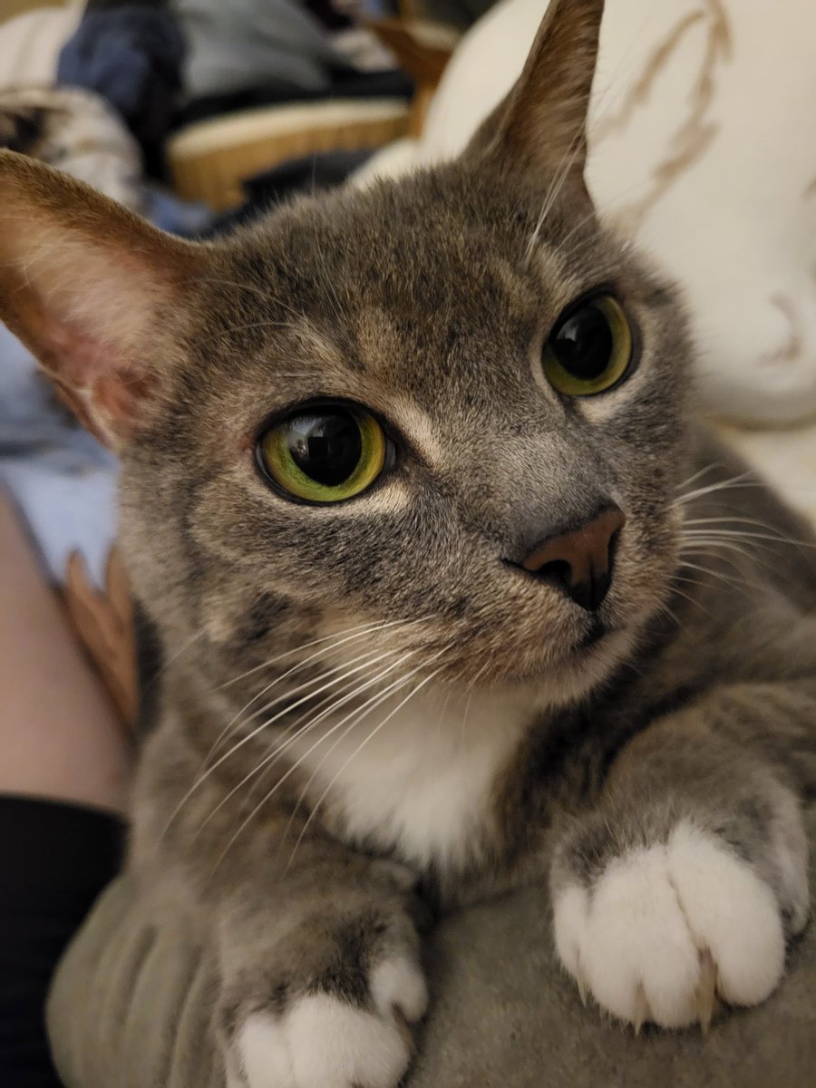 Silby GrayCat tweet media