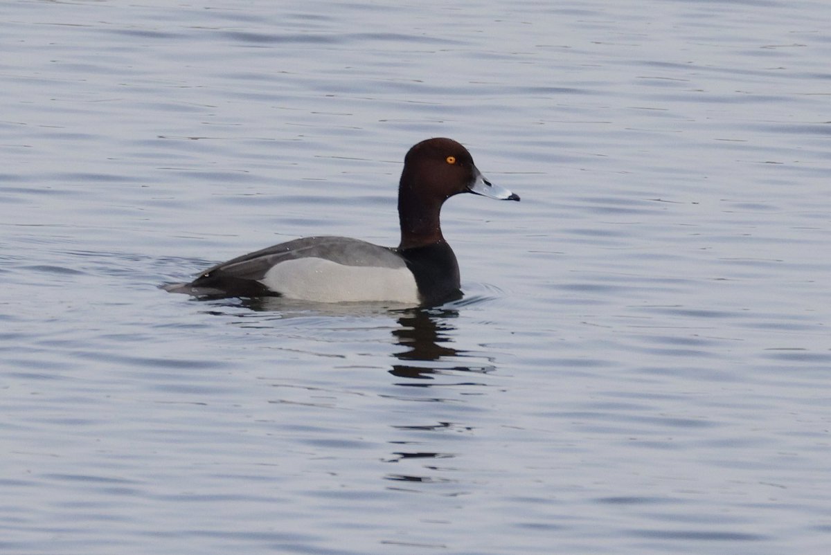 Mark Jarrett 🏴󠁧󠁢󠁥󠁮󠁧󠁿🏴󠁧󠁢󠁳󠁣󠁴󠁿🇮🇪 tweet media