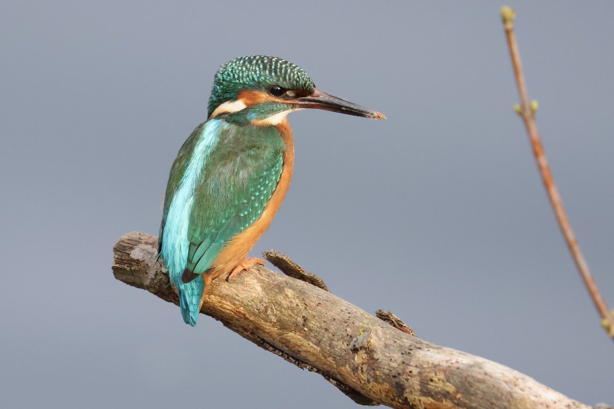 Mark Jarrett 🏴󠁧󠁢󠁥󠁮󠁧󠁿🏴󠁧󠁢󠁳󠁣󠁴󠁿🇮🇪 tweet media