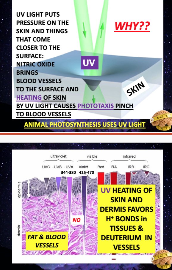 ☣️ Pleb Kruse = BTC foundationalist in exile 🟩🔆 tweet media