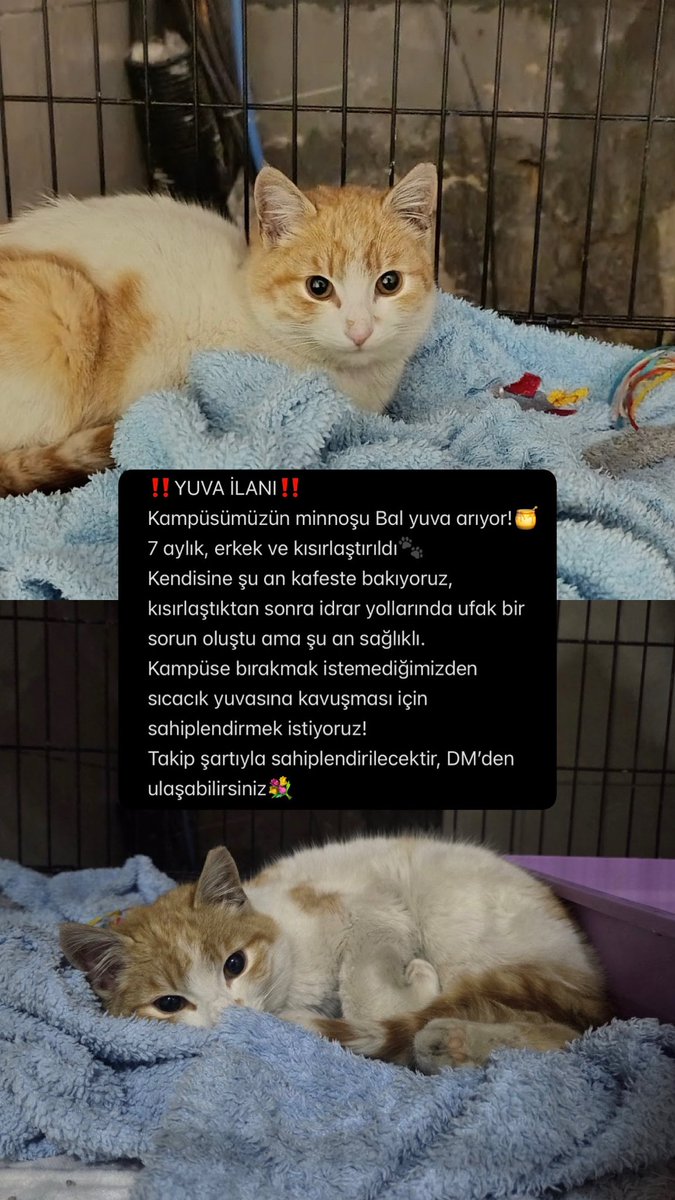 portakal ve kefir (@portakallikefir) / Posts / X
