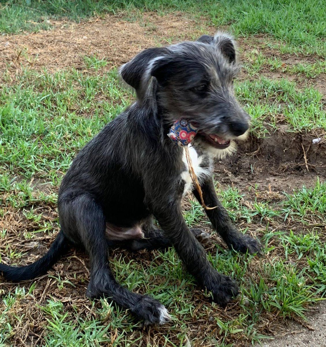 Lindo cachorrito, de 3 meses, en adopción responsable. Se encuentra desparasitado y vacunado. Será tamaño pequeño a mediano. Si deseas darle un hogar, con compromiso de castración y seguimiento, comunícate al +56934498163. Favor RT!
#Pudahuel