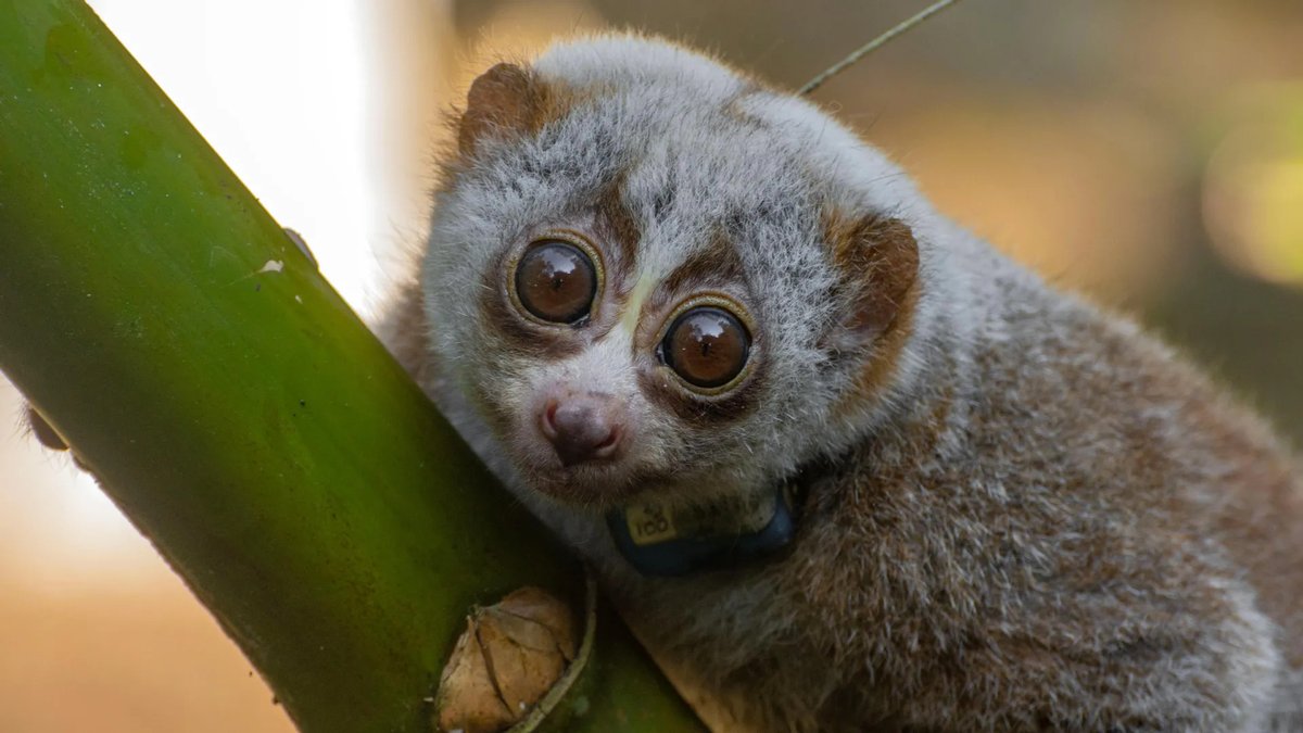 DogTalkDiva's tweet photo. Study finds wild release can be deadly for rescued slow lorises https://t.co/iosUJpUqw2 https://t.co/SAD28cusxB