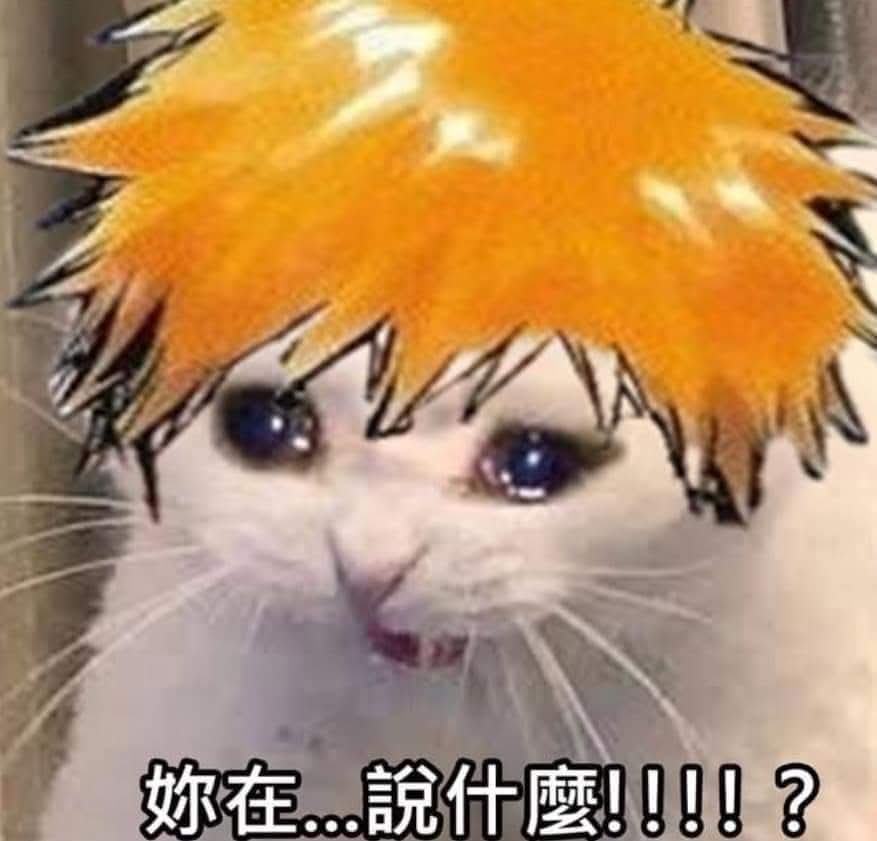 花毛Hamo tweet media