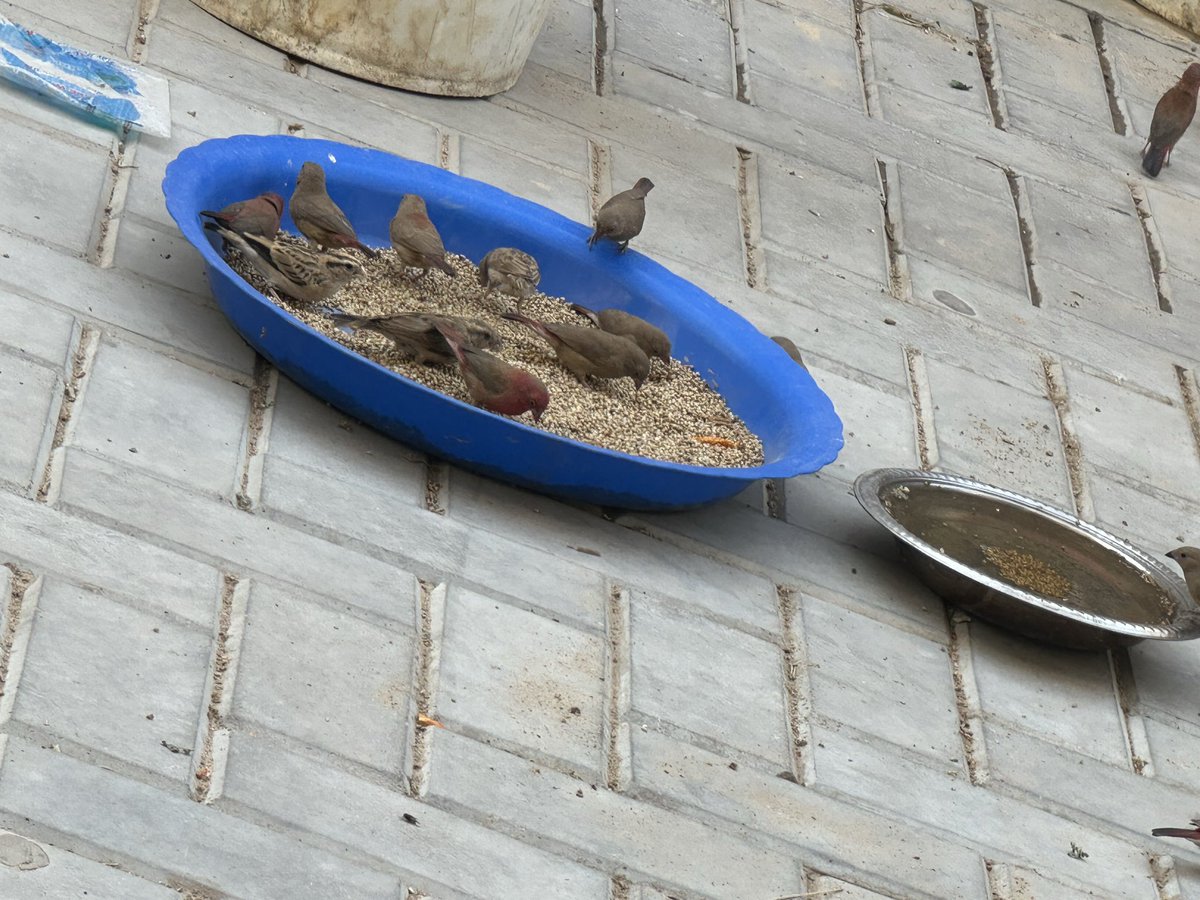 Be grateful, even if it’s feeding some home sparrows 
Lesson learnt, in the mediums. Be nice!

<a href="/YoursKobayashi/">Kobayashi Kenji</a> <a href="/s_shitakiri/">Shita-kiri Suzume</a>