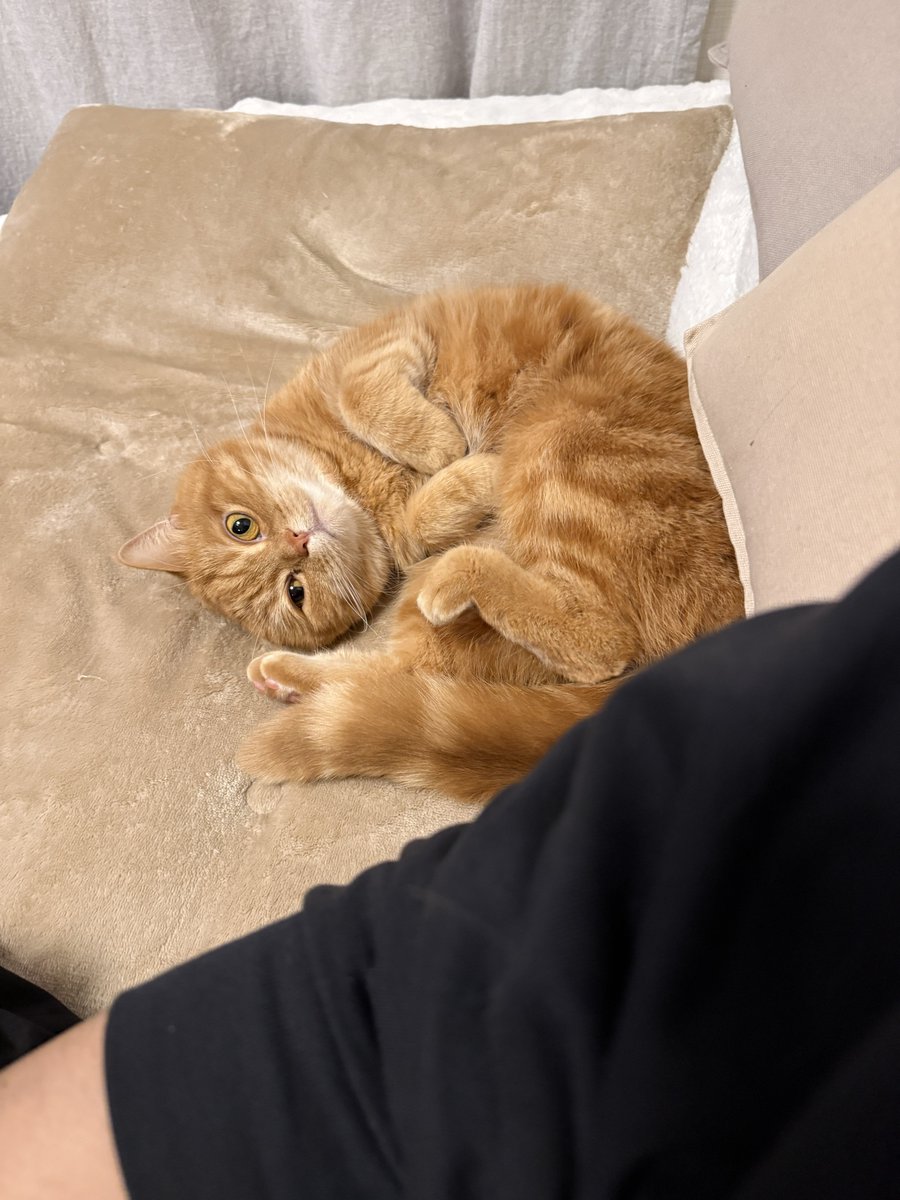 にゃむ (@nyamuchannel) / Posts / X