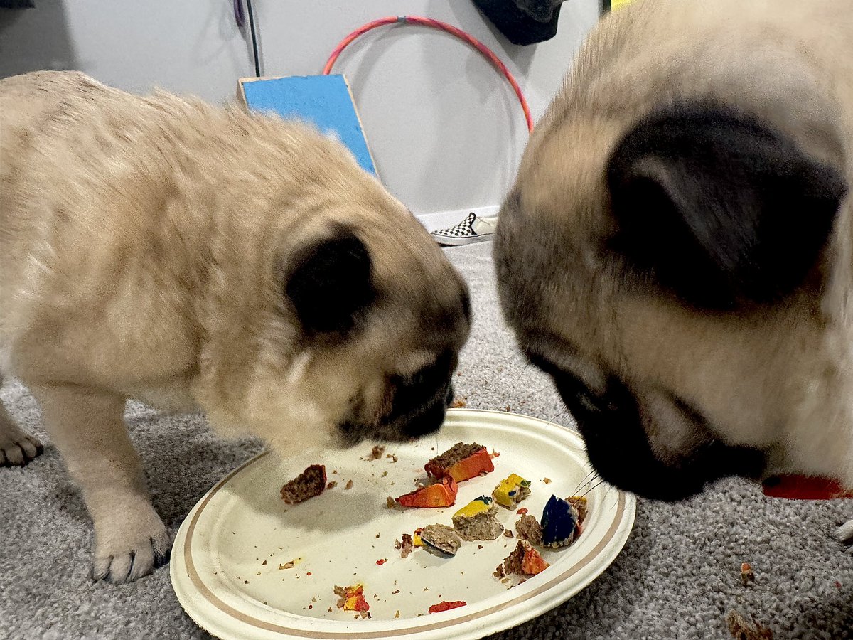 Zombie Pug & Crowley aka Lil C tweet media