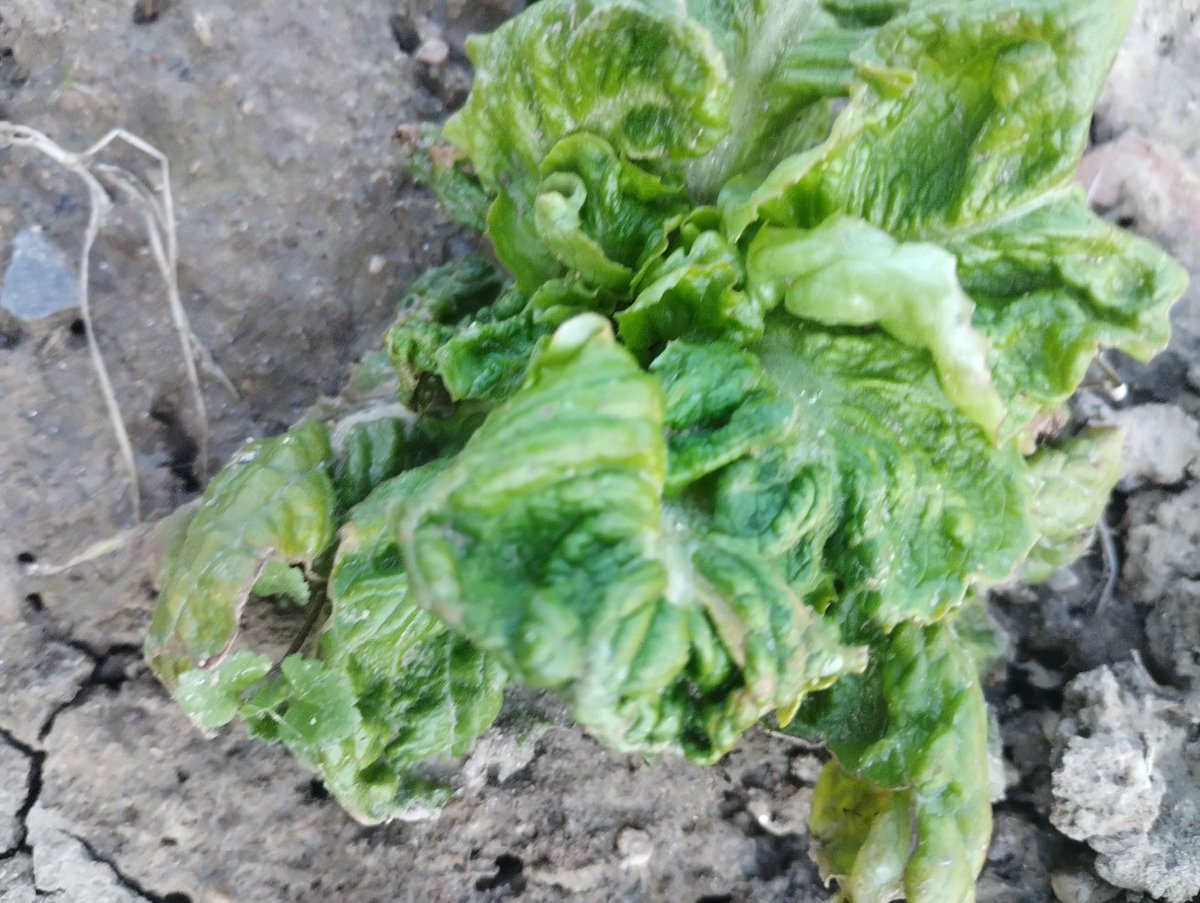Der Wintersalat war meine Freude... jetzt, wo er richtig loslegen müsste, kümmern immer mehr Pflanzen. Einige habe ich heute rausgenommen. Verdacht auf Mottenschildlaus, "weiße Fliege". Schadbild deutet darauf hin. Noch stehen etwa 60 Pflanzen, aber die Aussichten sind trübe☹️