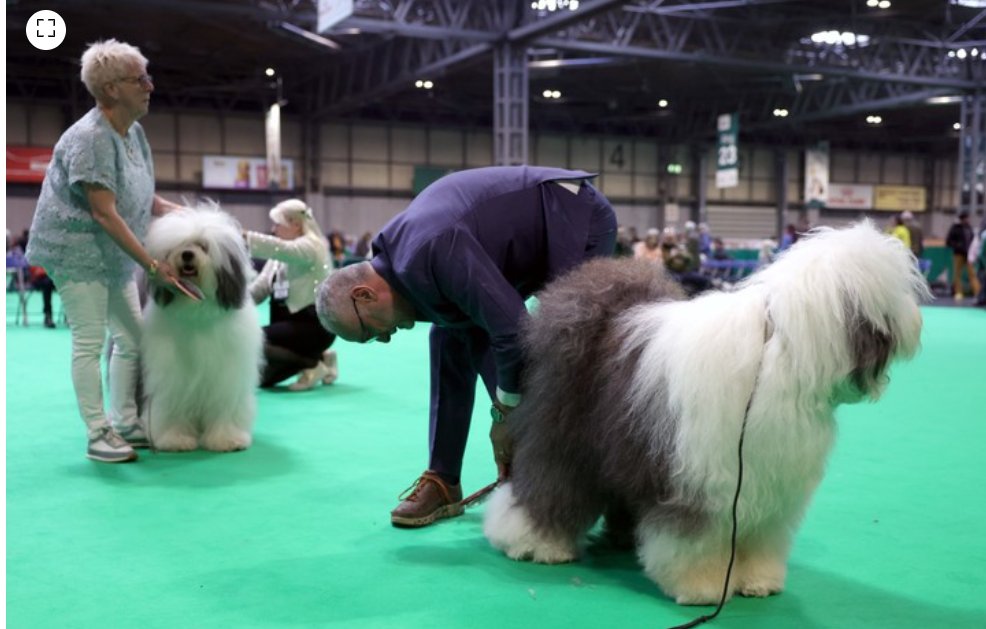 Dog Show clarin.com/fotogalerias/d… 
Las divertidas fotos de la exposición canina de Gran Bretaña