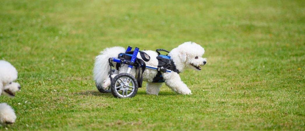 The Pet Cancer Foundation tweet media