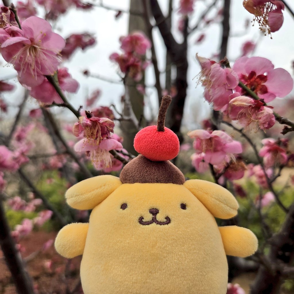 FJJ72's tweet photo. 梅ポム https://t.co/HZHenAkIAq
