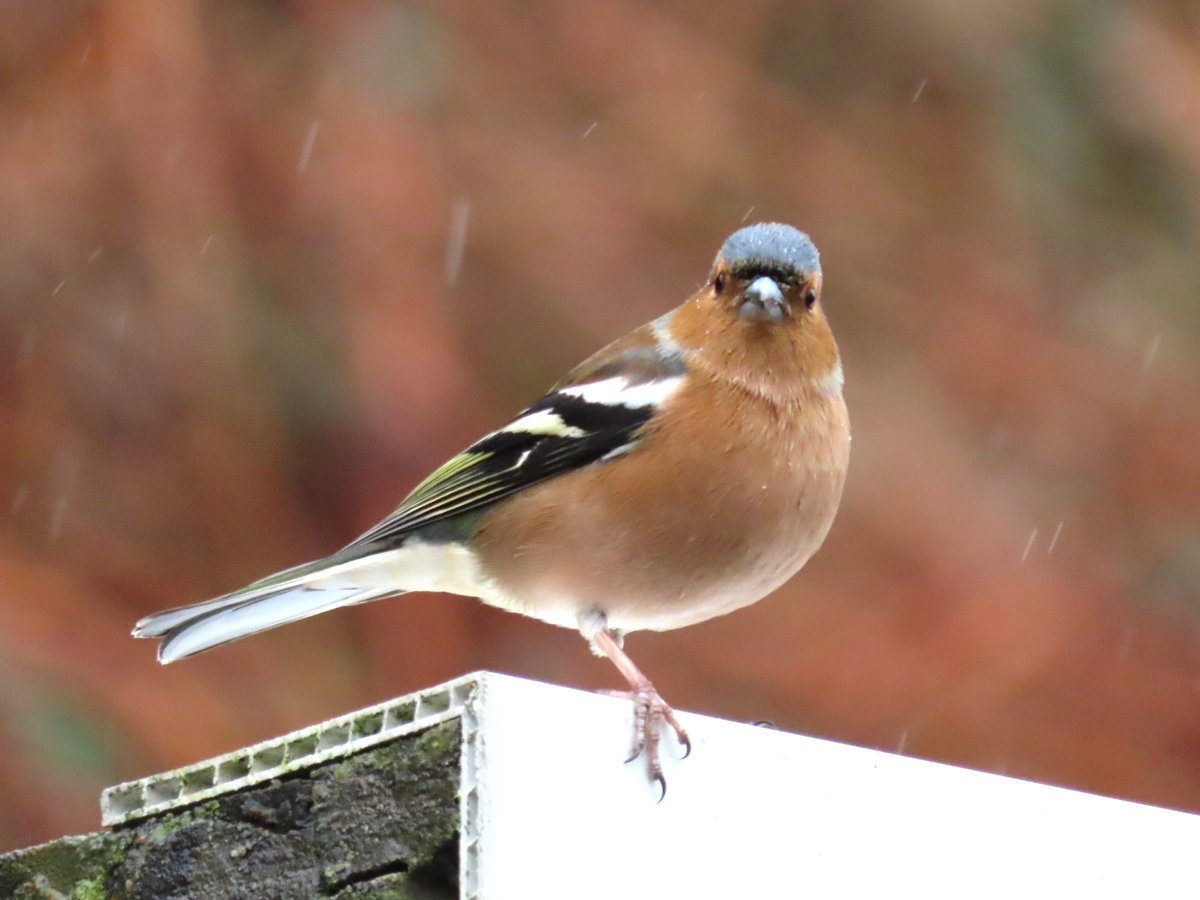 Rathlin Stickybeak tweet media