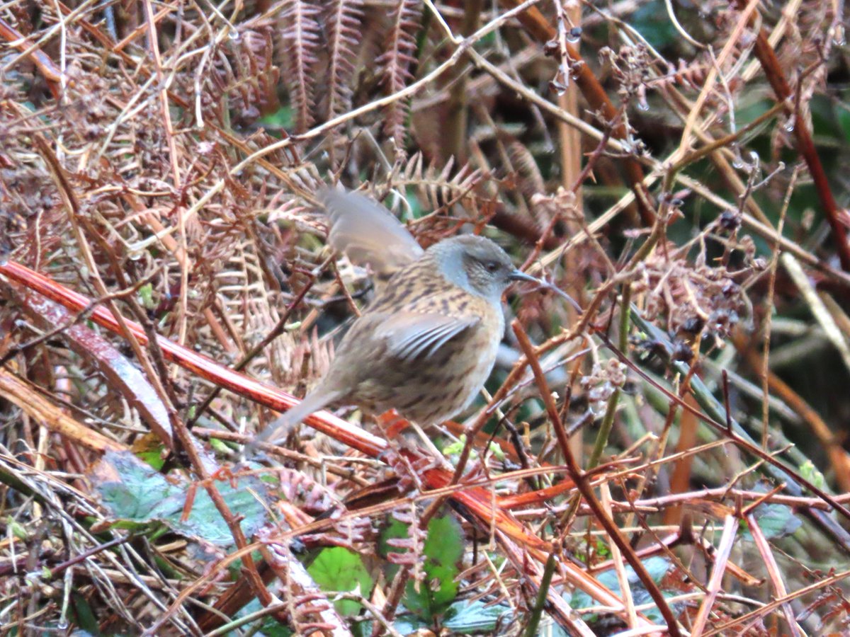 Rathlin Stickybeak tweet media