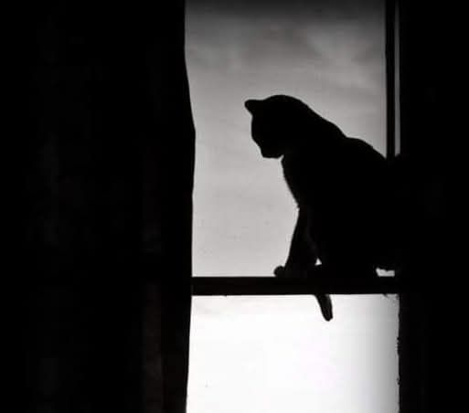 massimoslv's tweet photo. Il mio gatto
spesso pensa
lo sorprendo alla finestra
assorto
dolce
ha uno sguardo mite sulla terra
un'immagine del mondo
giorno dopo giorno tersa
che vorrei imparare. https://t.co/Ub5cSANCMz