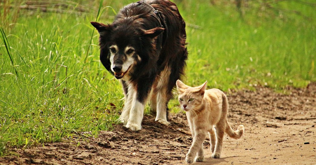 The Pet Cancer Foundation tweet media