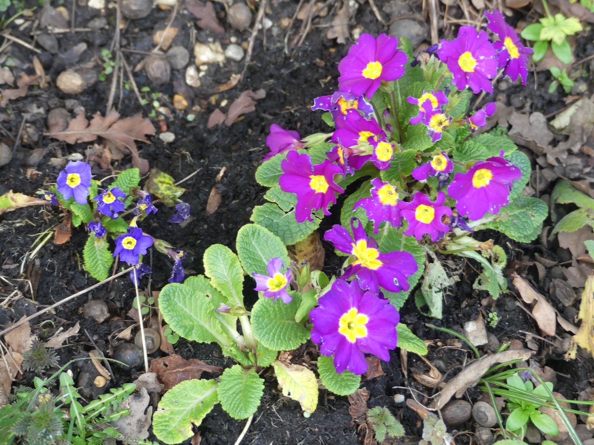 pmillar53's tweet photo. We have some lovely early spring colour in our garden at the moment. https://t.co/IdP3tUf5im