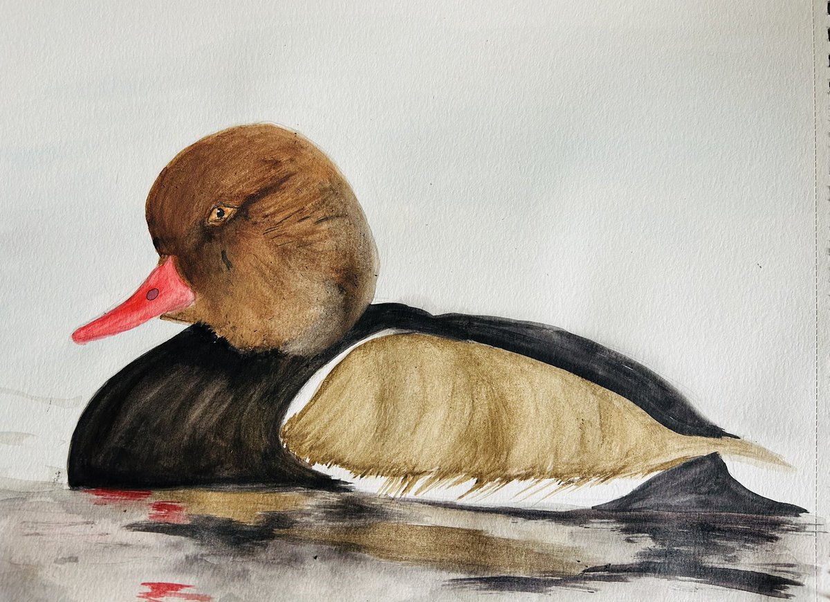 Entrefins58's tweet photo. Une nette rousse pour amoureux de sauvagine . Aquarelle #ChassePartage belle soirée à tous https://t.co/YR0BgjdGD8