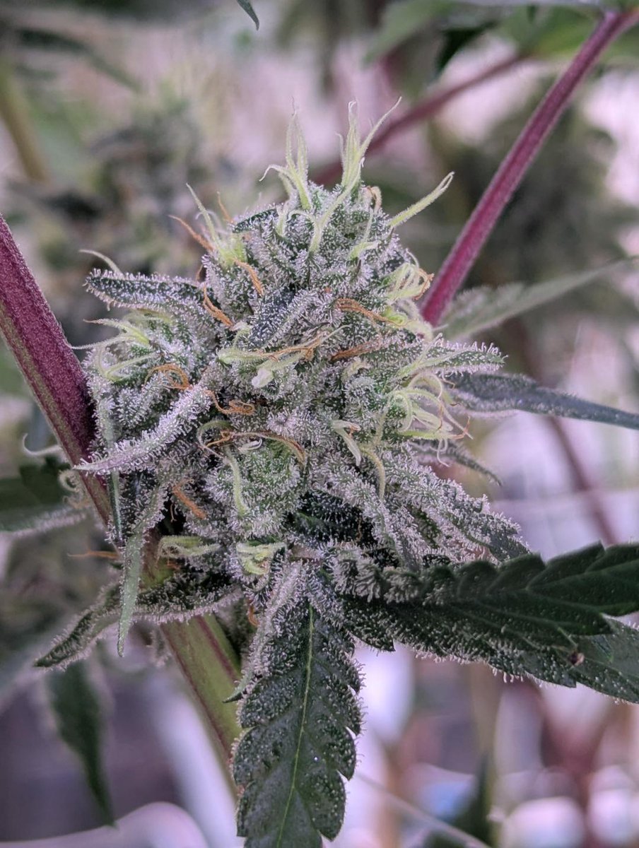 The Victoria Cannabis Company tweet media