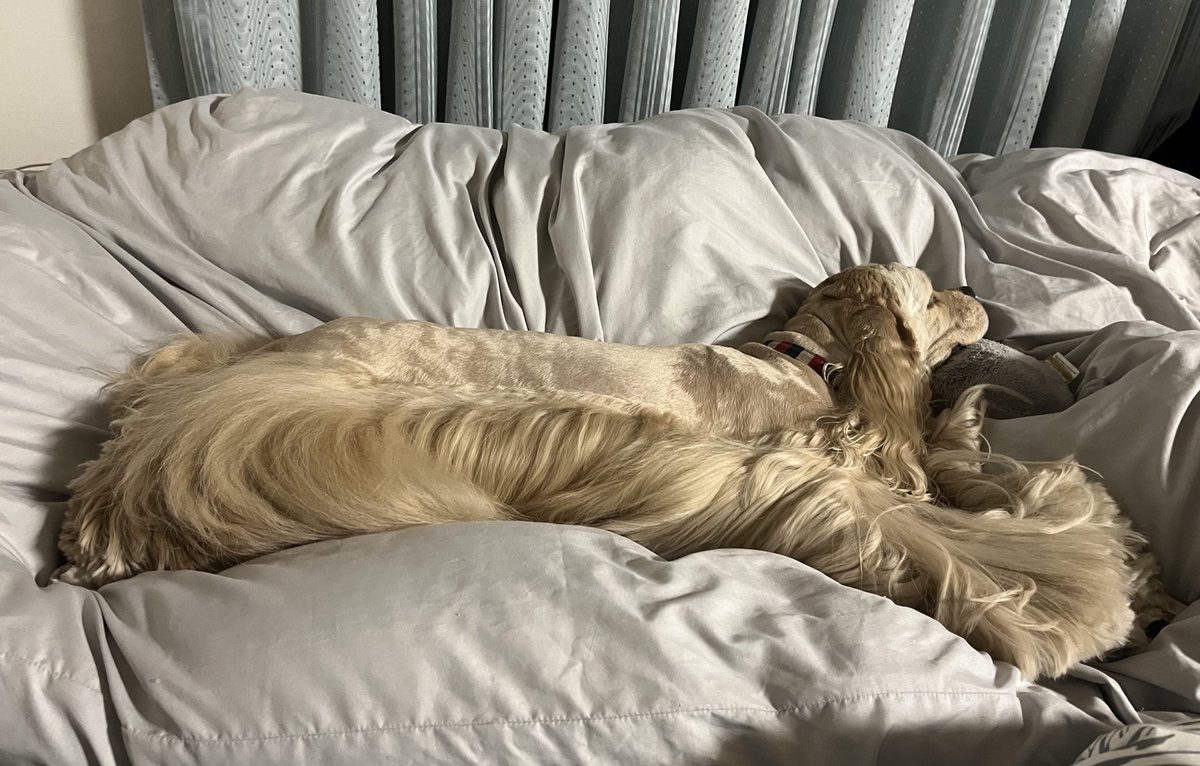 長くなって寝る犬。猫用の柔らかい玩具がお気に入りの枕。