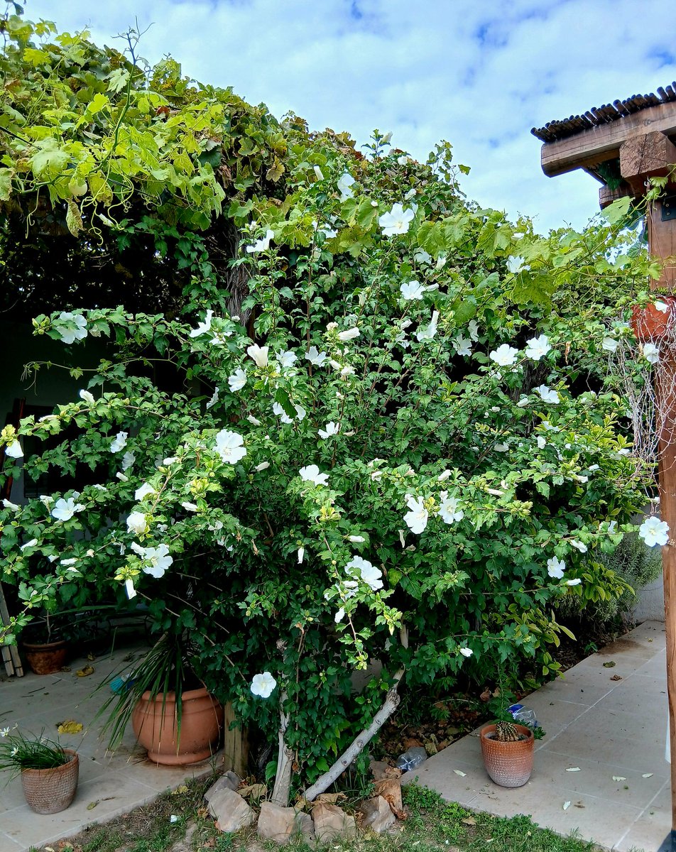 Porque después de todo he comprendido
que lo que el árbol tiene de florido
vive de lo que tiene sepultado.