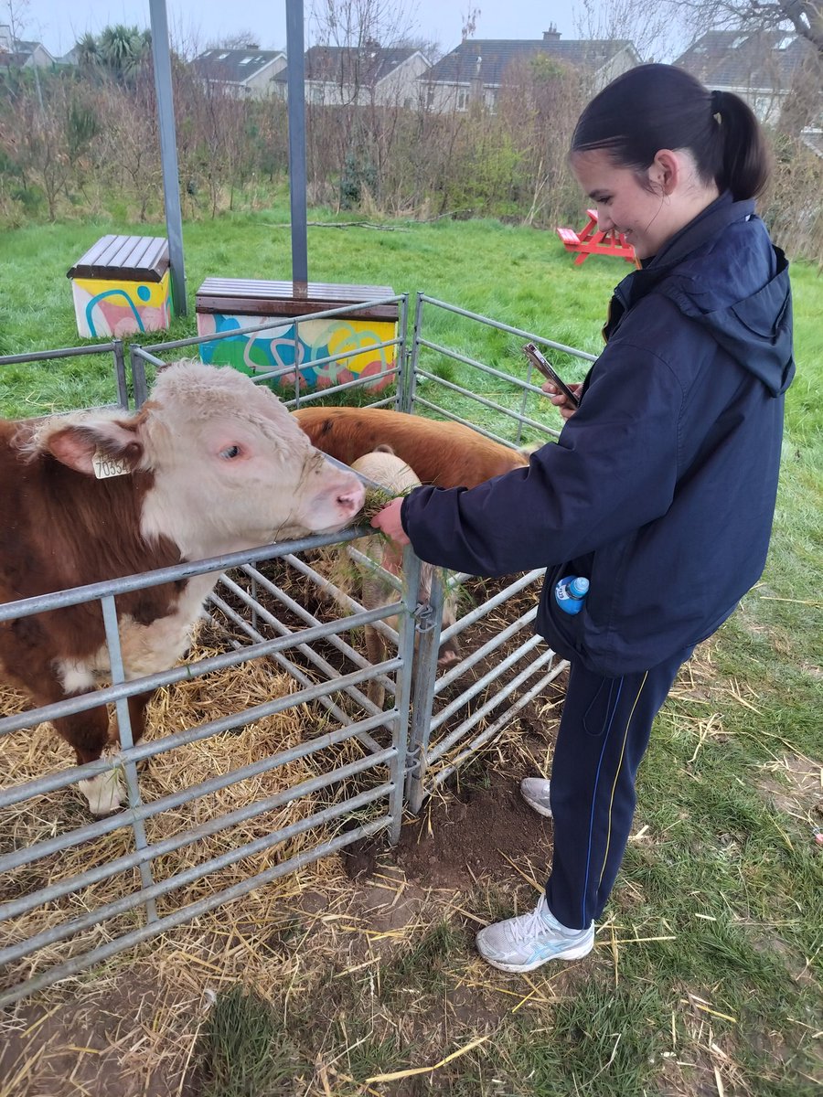 Ms. Scanlon tweet media